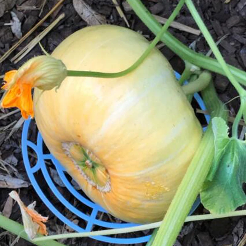 

Durable Multi Function Melon Squash Cradle Watermelon Cradle Plant Support Garden Support Protector for Watermelon