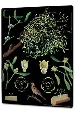 

Tin Sign 20X30 Flower Shop Mistletoe