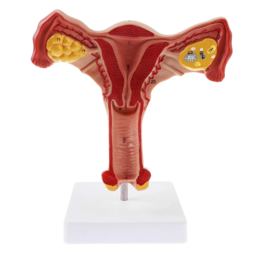 

1:1 человеческая Женская матка, ячейка, Fallopian Tube модель, анатомические человеческие предметы обучения
