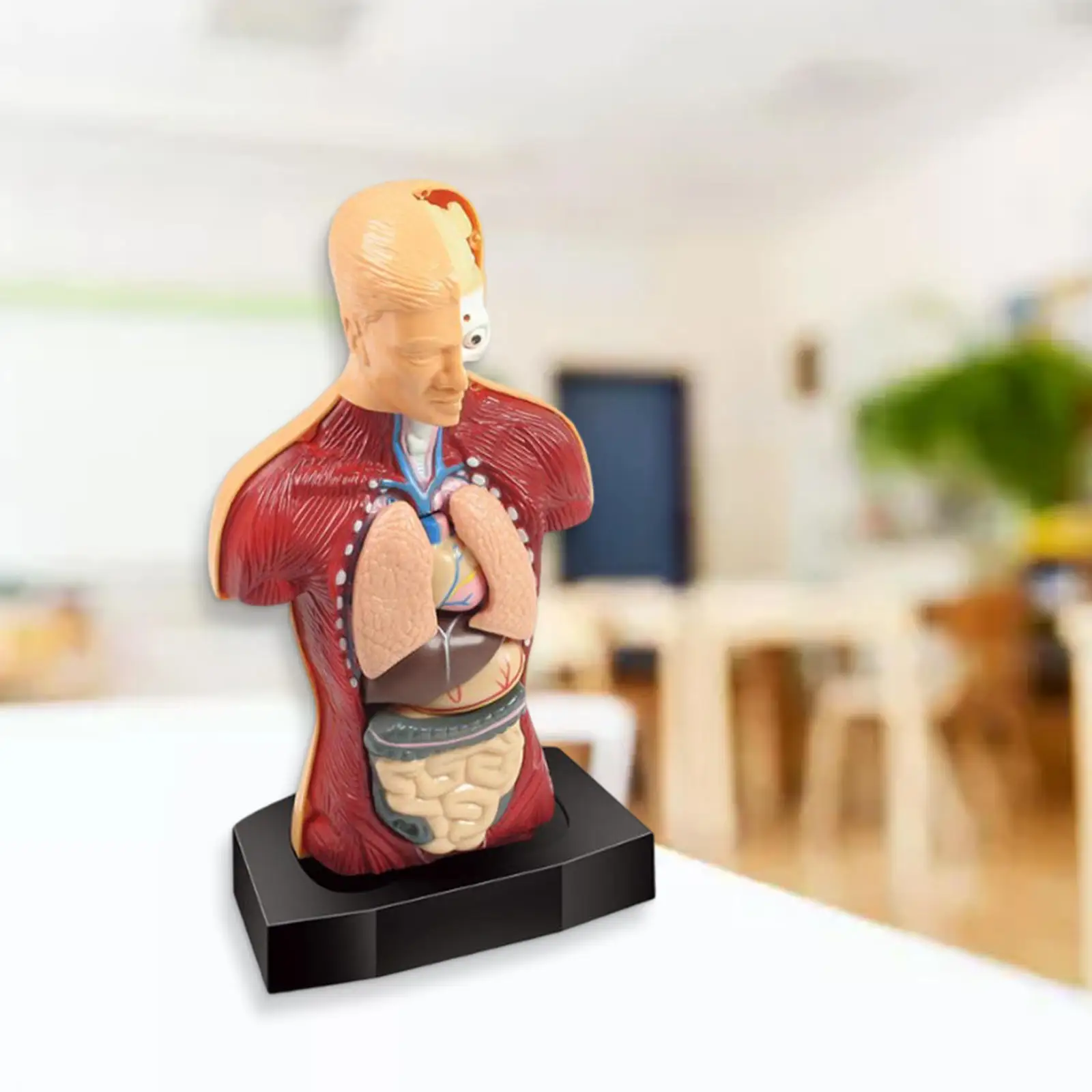 

Human Body Torso Model Science Kits Display Skeleton Toys for Children Kids
