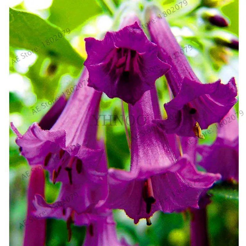 8 Свежий 100 шт редкий Datura бонсай бругмансия Suaveolens фламенко Красивая Мандала Цветок садовый многолетник Горшечное растение - Цвет: 8