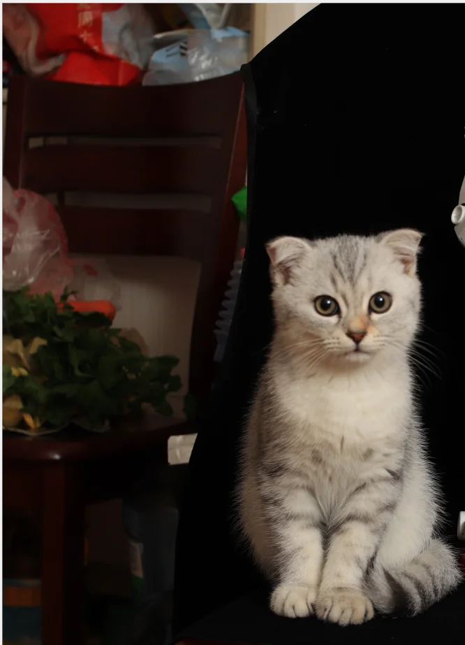 Впускная сетка для переднего бампера автомобиля решетка радиатора Bmw 5 серии M5 G30