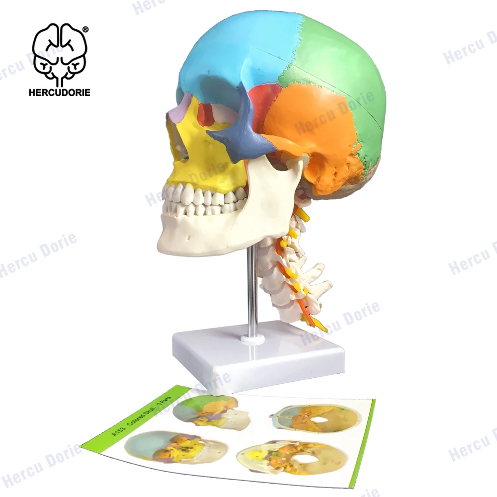 Scientific 3-Part Human Skull Model with Flexible NeckScientific Didactic Skull on Cervical Vertebrae with Nerves and Arteries