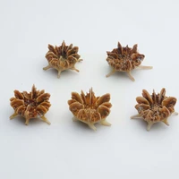 natural sea urchin conch tillandsia potted plants 2021 home decor hotsale p9s5