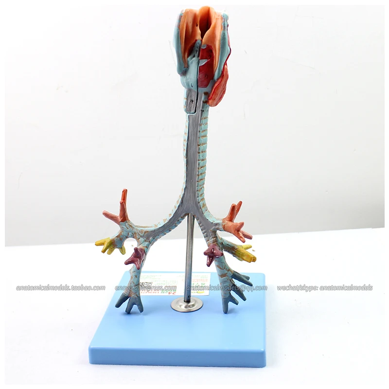 

12502 / Larynx,Trachea and Bronchial Tree Human Medical Model,Medical Science Educational Teaching Anatomical Models