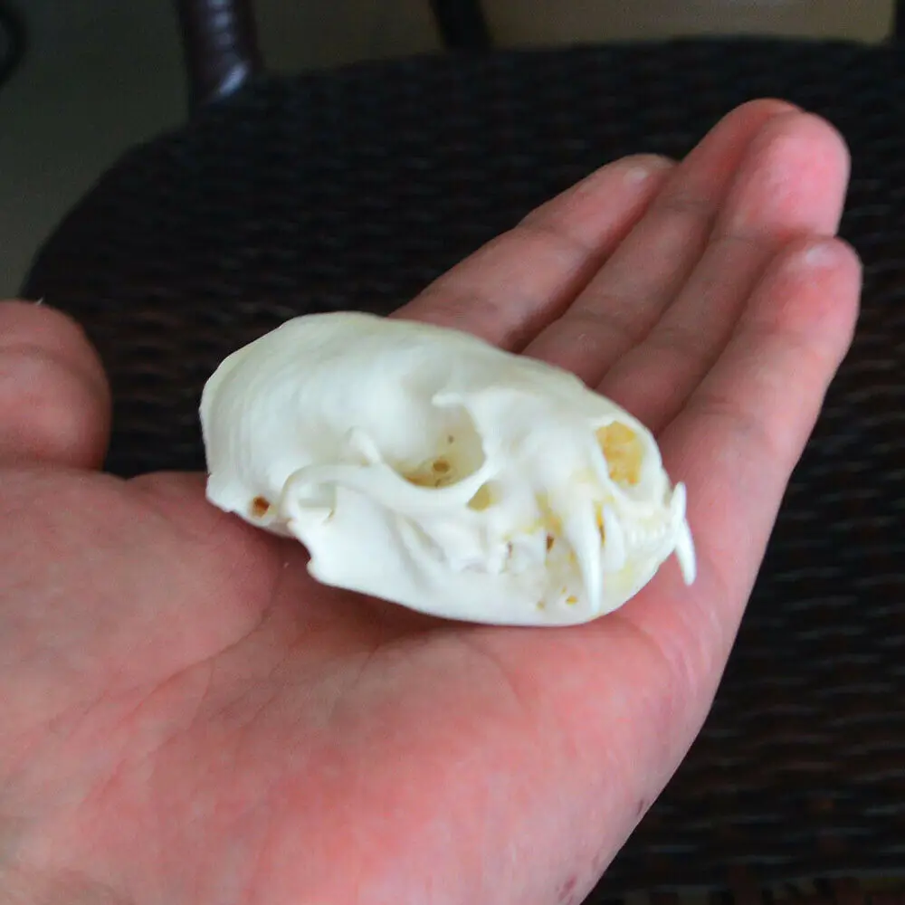 

1pcs Real mink skulls, fine animal specimens, skull gifts