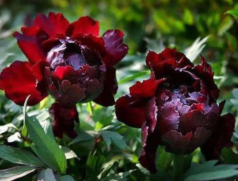 Алмазная картина с цветами пионы полные бусины вышивка мозаика алмазная пазл