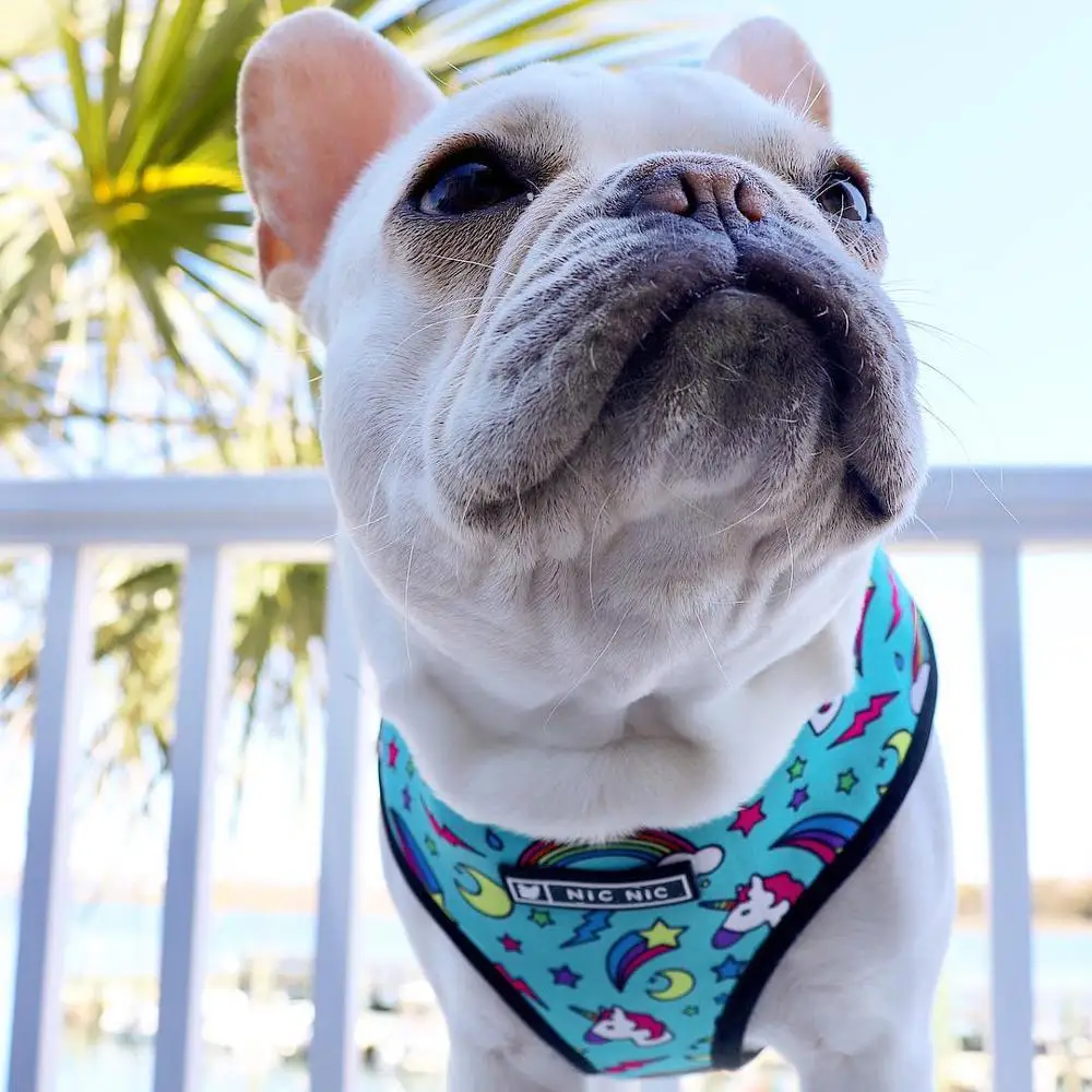 Набор шлейки и поводков для собак аксессуары собаки жилет свинца питбуля