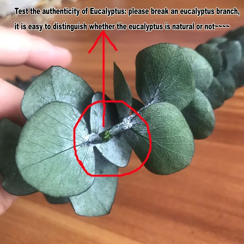 

30-40CM/1200PCS Real Dried Natural Fresh Forever Eucalyptus Branches,Decorative Grass Coins,Dry preserved Eternal Leaves