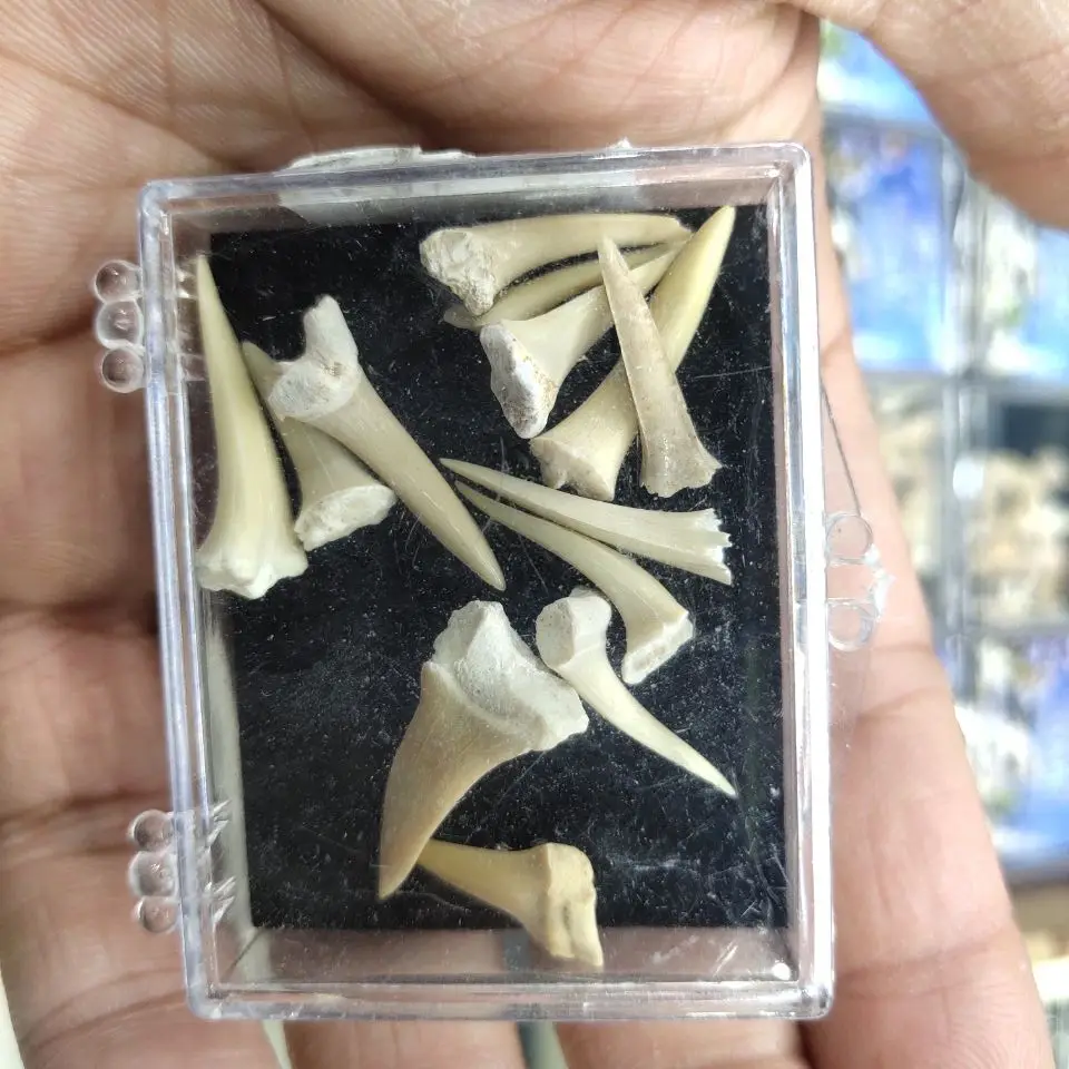 Коробке красивые Megalodon ископаемый зуб зубы акулы|Камни| |