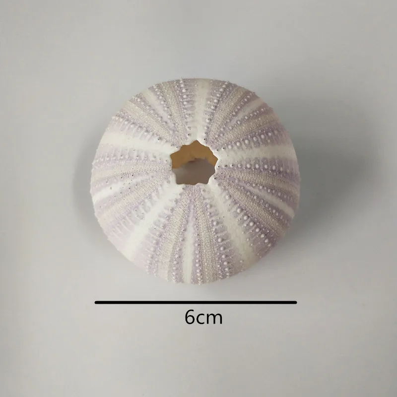 Бесплатная доставка (6 шт./лот) натуральный сон фиолетовый морской Urchin ракушка
