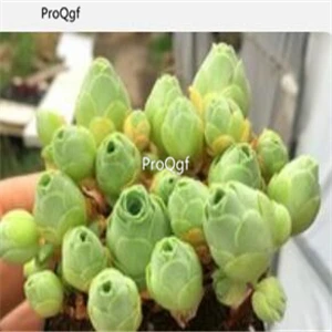 6 Prodgf комплект из 5 предметов - Цвет: 6