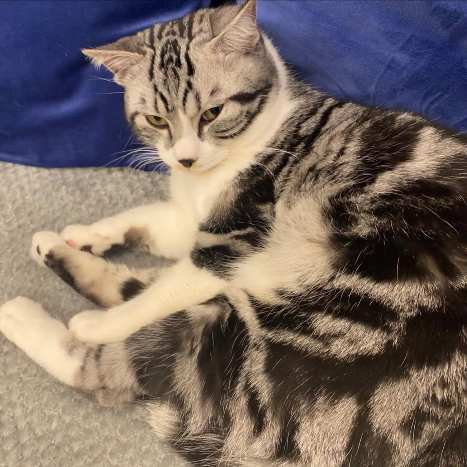 

Test-cat02