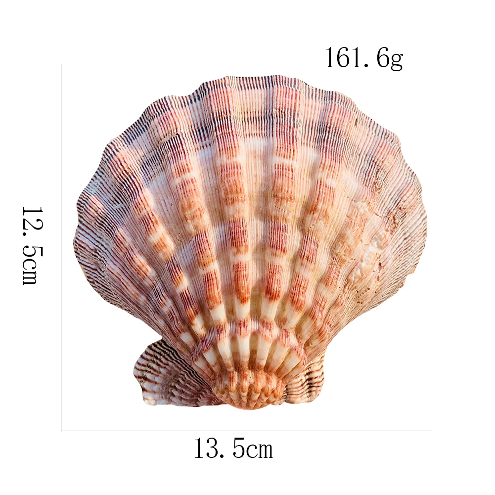 

12-15Cm Natural Lion's Claw Scallop Shell Specimen Caviar Tray Home Wedding Restaurant Aquarium Decor Seashell for Jewelry