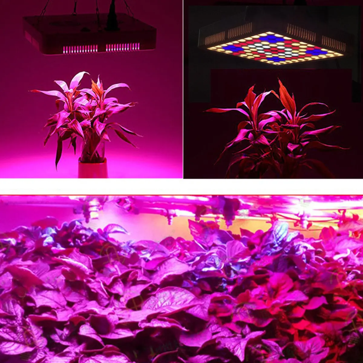 

100 LED Grow-Lamp Flower Seedling Phyto-Lamp Grow Light Full Spectrum Panel Indoor Plant Flower Lighting Lamps 300W