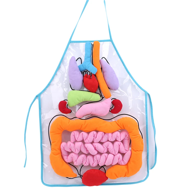 

Children Enlightenment Teaching Aids Biology Human Body Science Transparent Apron Early Learning Education Toys