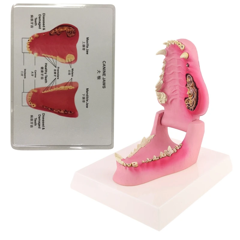 

T3EE Dog Tooth Anatomy Model Canine Veterinary Animal Skeleton Veterinary Teaching Anatomy