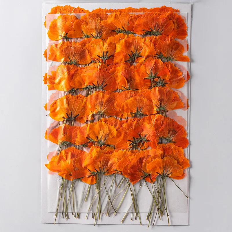 120pcs Side Pressed Dried Cosmos Sulphureus Cav. Flower Plant Herbarium For Jewelry Postcard Phone Case Bookmark Craft DIY - купить по
