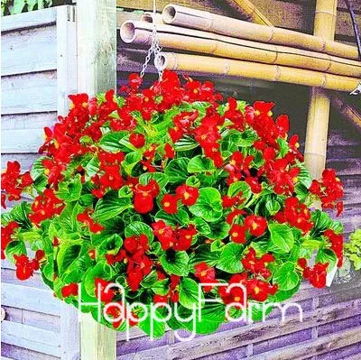 20 Лимонный ломтик Superbells calibachoa Petunia годовой цветок бонсай, 100 шт в упаковке, 24 цвета на выбор,# ZZSOIT - Цвет: 20