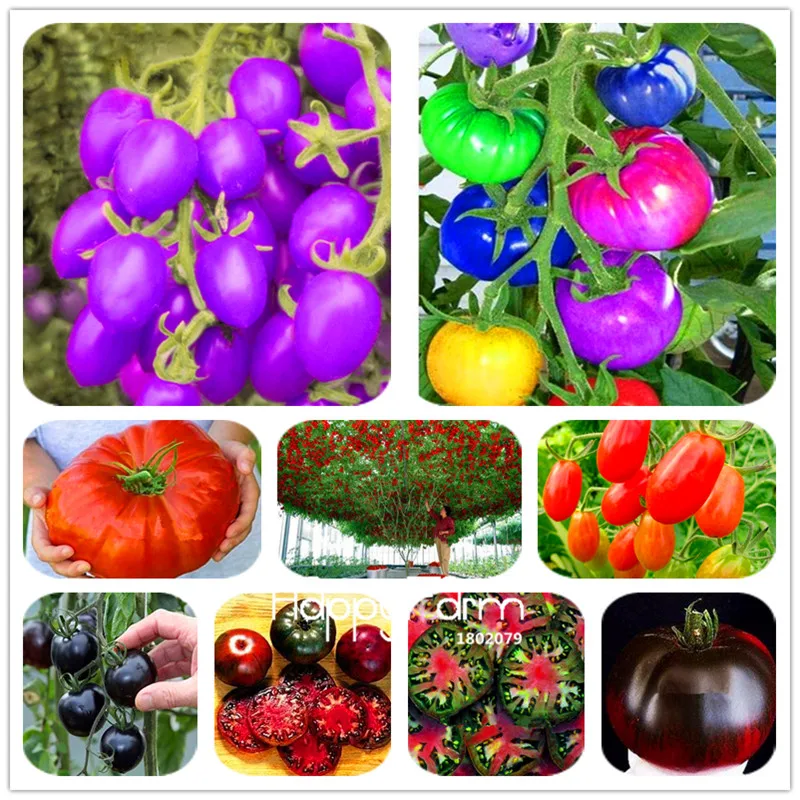 New Fresh 20 Pcs/Lot Rainbow Tomato Plants, bonsai organic vegetable& fruit Plantas,potted plant for home&garden