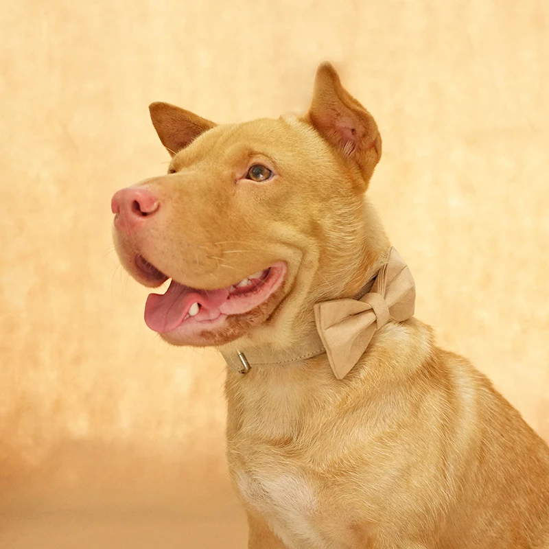 MUTTCO Выгравированный собачий ошейник персонализированная идентификация