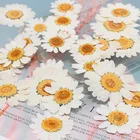Натуральные сухие прессованные цветы, 12 шт., белый прессованный цветок маргаритки для смолы, ювелирные изделия, наклейки для ногтей, макияж, художественные изделия