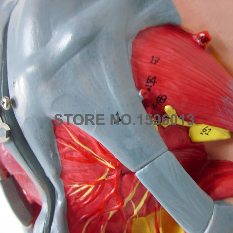 Женский таз с генитальными органы и нервами гинекологический осмотр модель