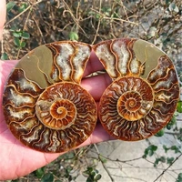 aquariums accessories 1 pairs of split natural ammonite fossil specimen shell healing madagascar