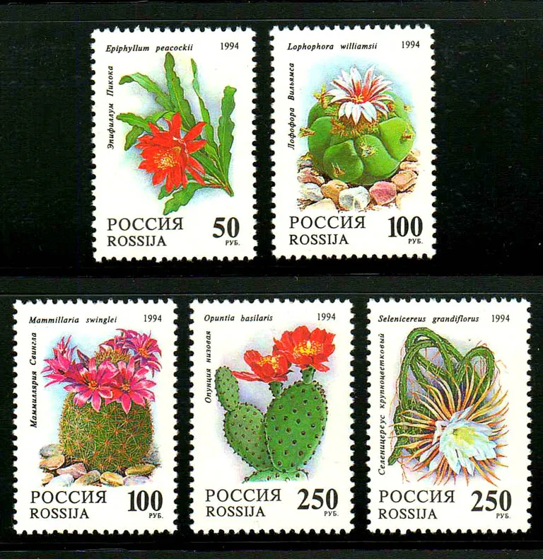 

Russia Post Stamp,1994,Flower,Cactus,Plant Stamp,Stamp Collection,New Stamp,Good Condition Collection,MNH