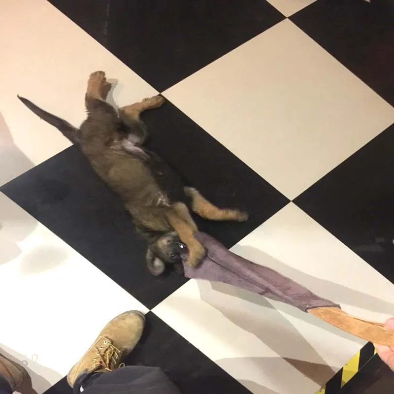 Игрушка для собак из толстой кожи тренировок/игр/подарков с ремнем