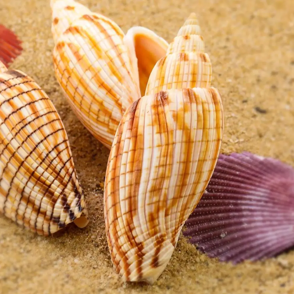 

Природная кукуруза, улитка, морская рыба, платформа, ландшафтный реквизит, «сделай сам», сцена, свадебная раскладка бутылок, Декор, коллекци...