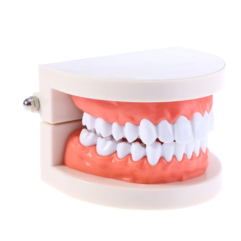 

2pcs Practical Teeth Model Standard Teaching Study Typodont Demonstration Tool