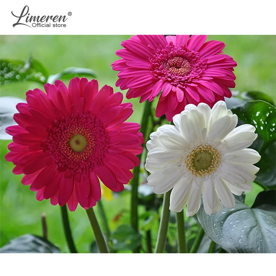 Набор для рисования по номерам на холсте с рамкой 40 х50 см|Рисование и каллиграфия|