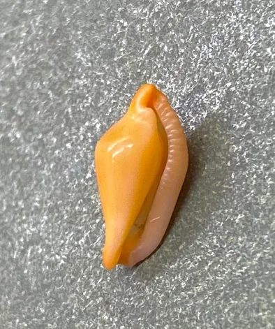 

1 cm Sea hare snails selected orange collections