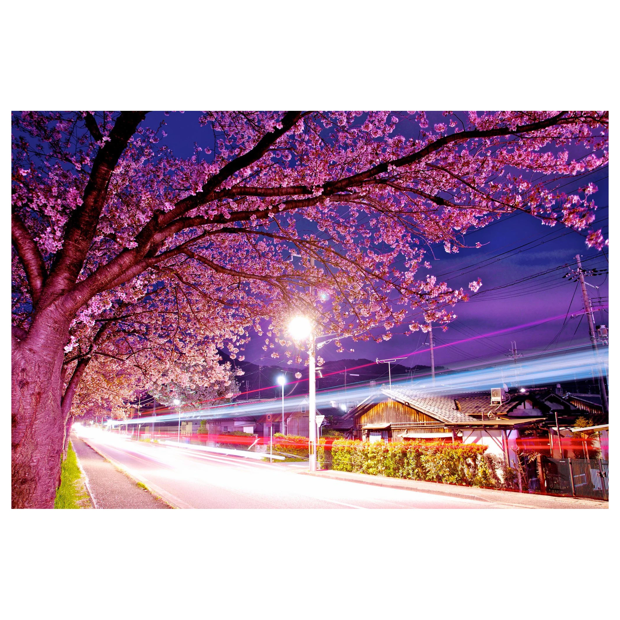 Набор для рисования по номерам на холсте с изображением цветущего