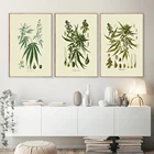 Винтажные ботанические постеры и принты на стену кухни, травы, лекарственные растения, Картина на холсте для гостиной, домашний декор
