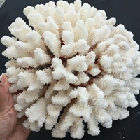 natural beauty white coral crystal energy home decoration17 26cm