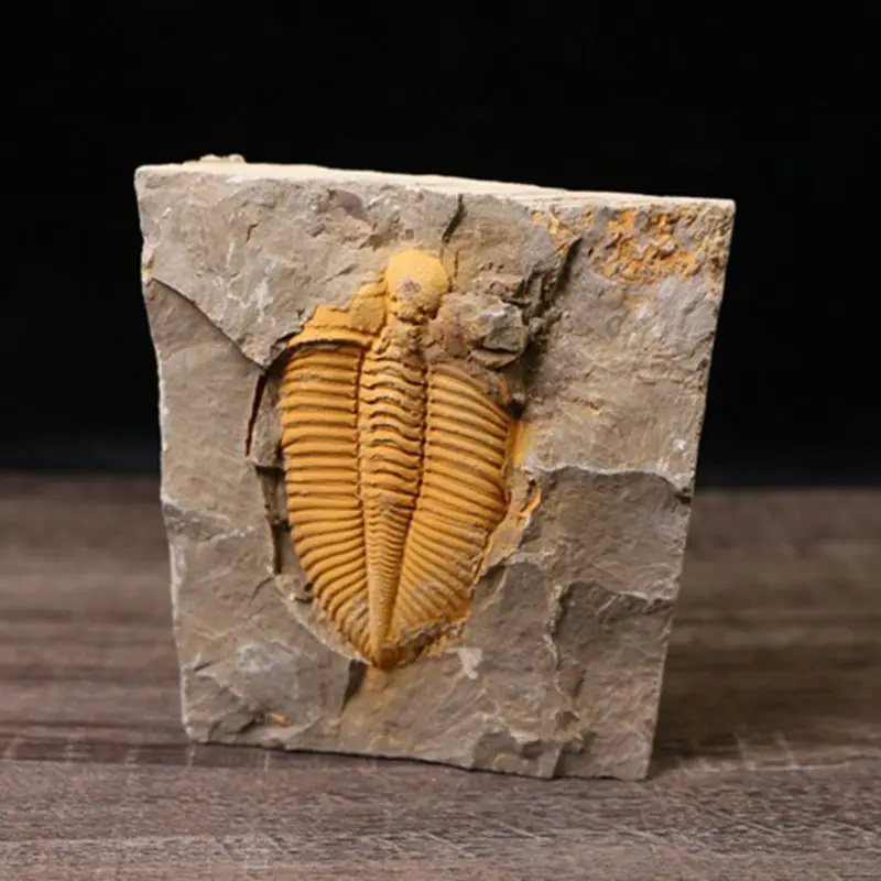 

Natural Trilobite-Fossil Crownworm Teaching Science Specimen with Wooden Box 63HE