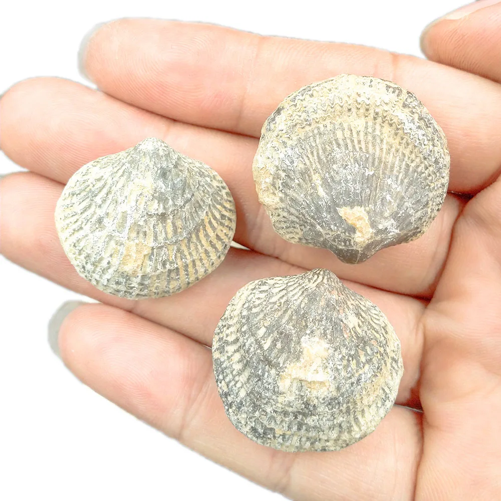 100% натуральные ископаемые морские окаменелости атрипа ретикуларис демонский