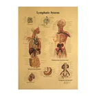 Рисунок человеческого тела-Лимфатическая система, ретро-постер из крафтовой бумаги, картина для украшения класса, музея