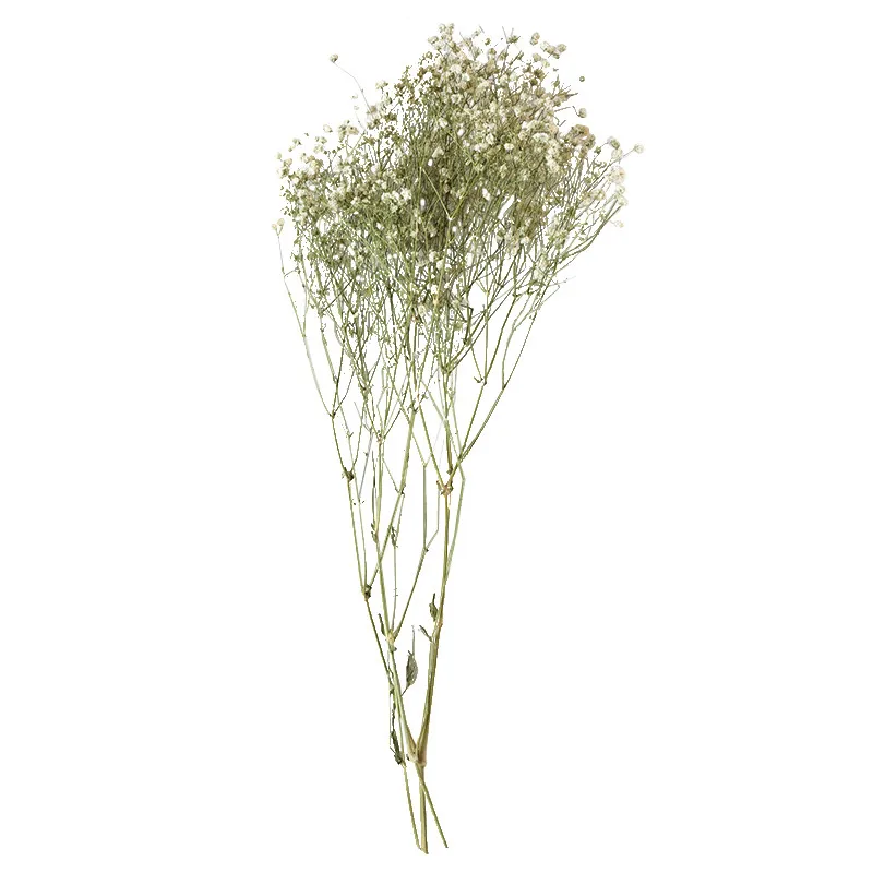 

6pcs Natural Dried Baby Breath Immortality Flower Christmas Valentine's Day Gift Wedding Touch Decor Gift Bouquet Drop Shipping