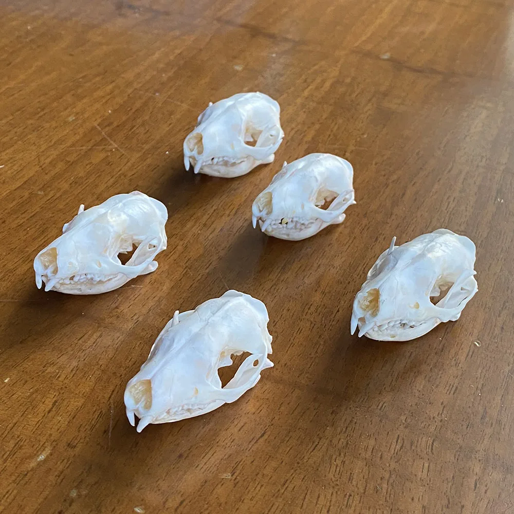 

5Pcs Real Hedgehog Animal Skull Taxidermy Study Unusual Ornament