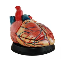 heart model heart anatomy model large heart vascular arteriovenous organ structure teaching model medicine