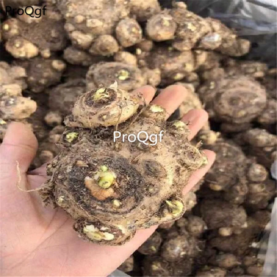 bulb big one Ngryise, 3 элемента в комплекте, больших размеров, на стопу длиной от 10 до 15 см - Цвет: bulb big one