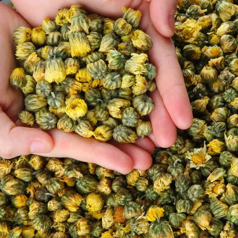 

2022 China Super Premium Chrysanthemum Flower Gold Silk Royal Tongxiang Chrysanthemum Clearing Away Heat and Toxic Materia