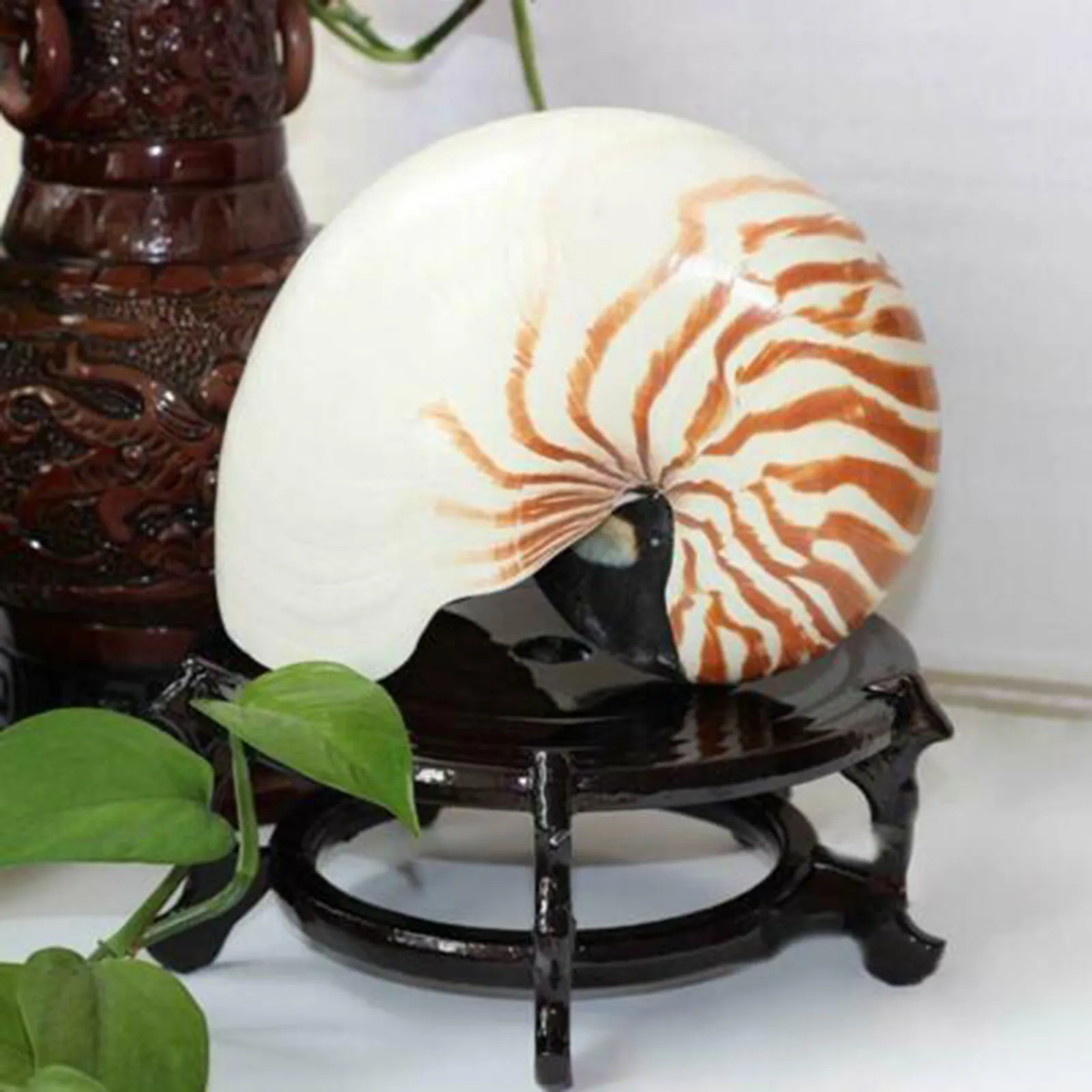 

2021 Natural Pearly Screw Nautilus Conches Shells Sea Snail Home Decoration Ornament N66