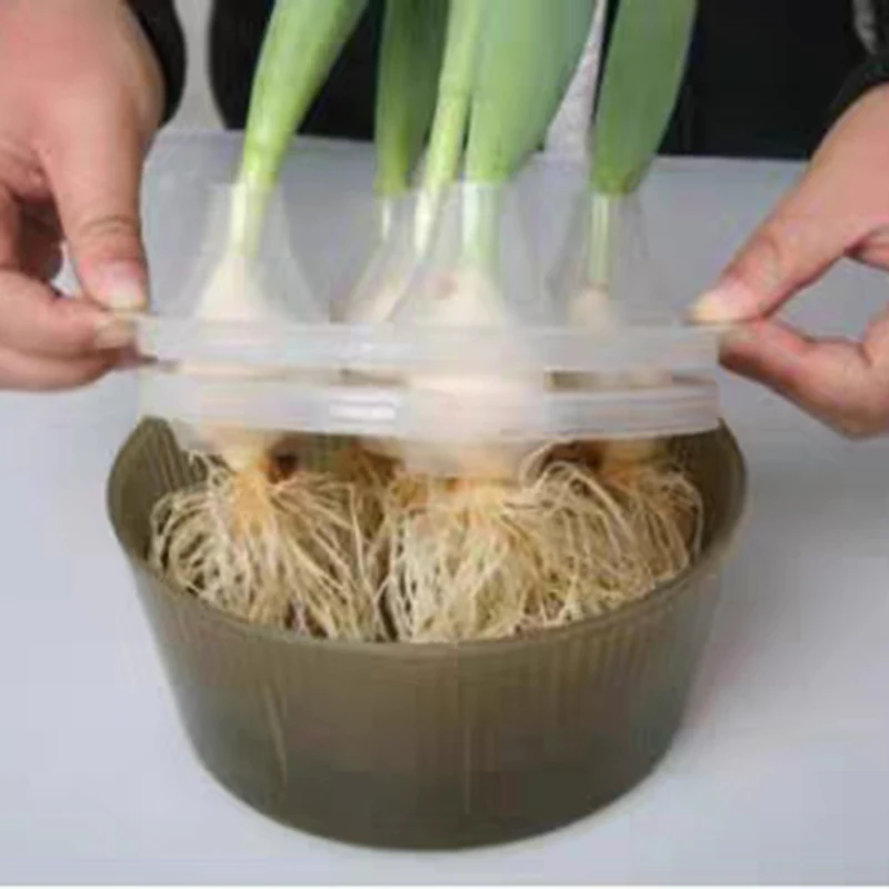 2 комплекта горшок для тюльпанов с 5 отверстиями лампочка специальный цветочный |