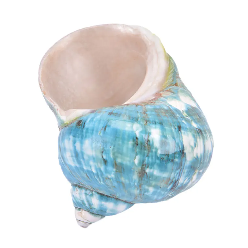 Натуральная ракушка Морская раковина Улитка аквариум украшения рулон моллюсков