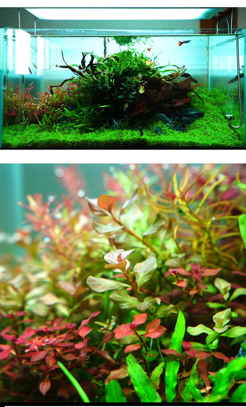 

Chihiros RGB A Plus Series with Built in Bluetooth Controller 3 in 1 RGB LED Sunrise Sunset Plant Grow Aquarium Lamp Light