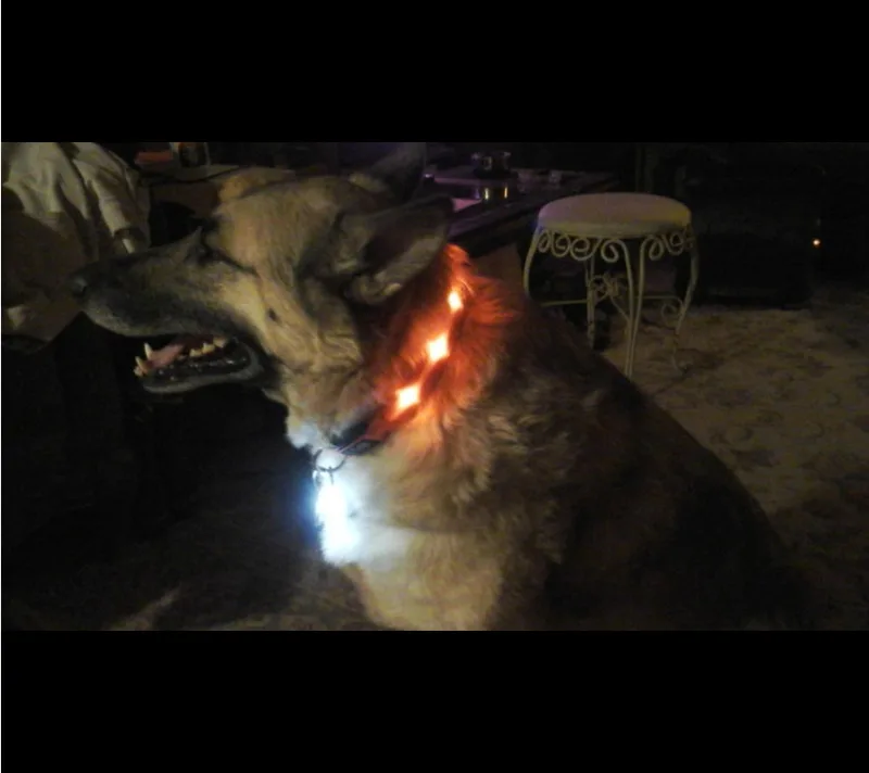 Ошейник с фонариком для маленькой собаки светящийся ошейник| |